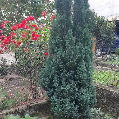 Casa Mascia 펜션 첸체니게